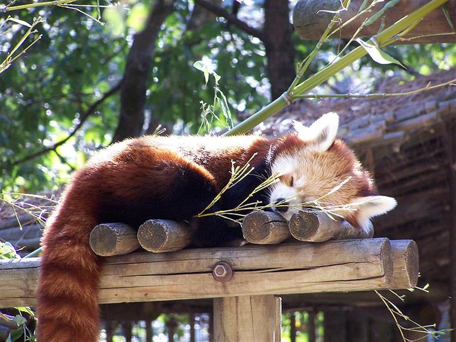 zoo de la palmyre proche royan près du camping***Beausoleil charente maritime
