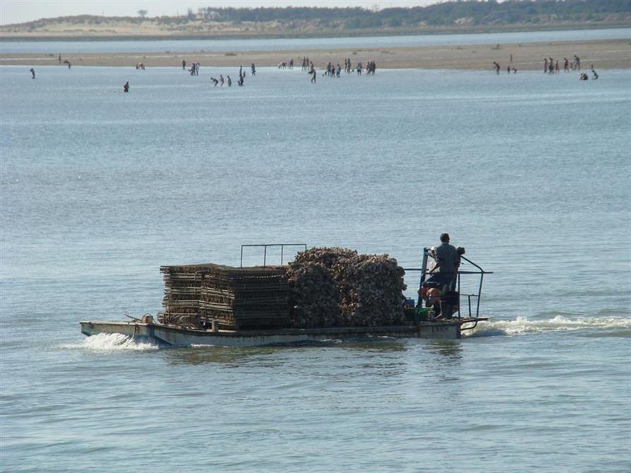 ostréiculture da,s le bassin de marennes d'oléron proche camping*** beausoleil à la palmyre prés de royan charente maritime