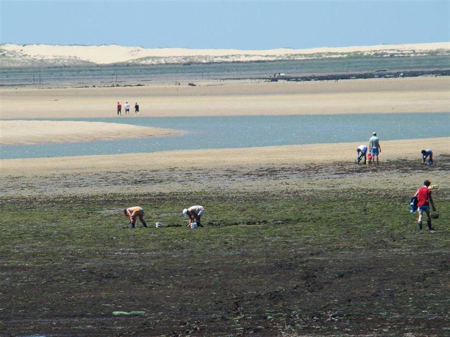 pêche à pied proche camping*** beausoleil la palmyre près de royan charente maritime